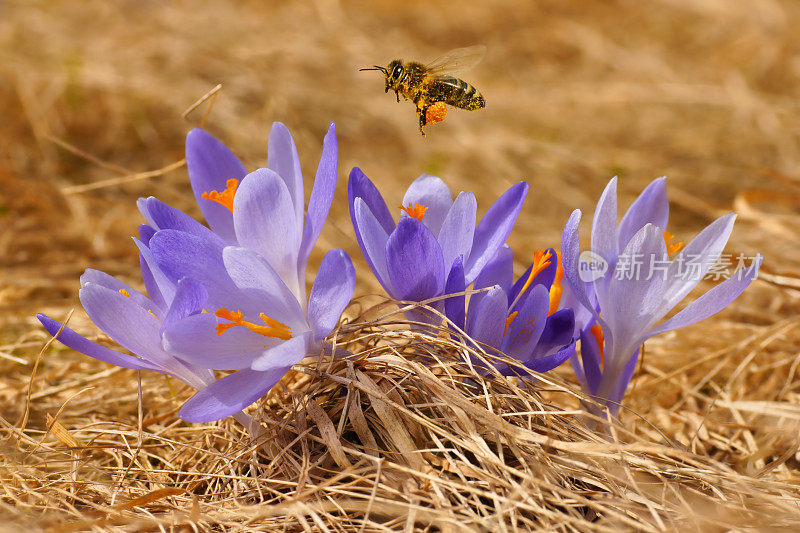 蜜蜂(Apis mellifera)，蜜蜂飞过番红花